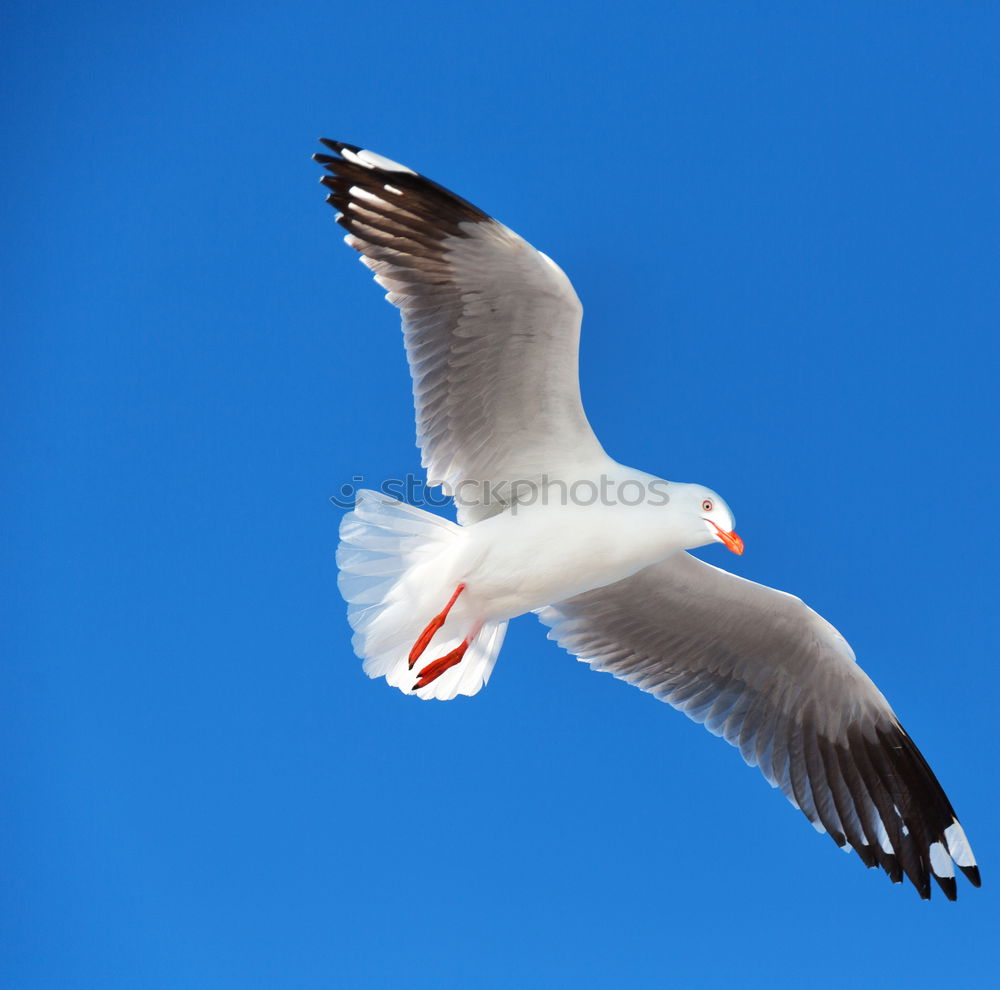 Similar – Biplane : Silver Gull ( Larus novaehollandia )