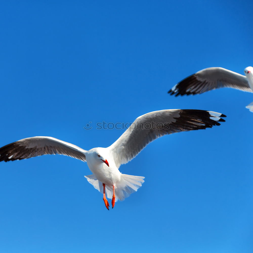 Similar – Biplane : Silver Gull ( Larus novaehollandia )