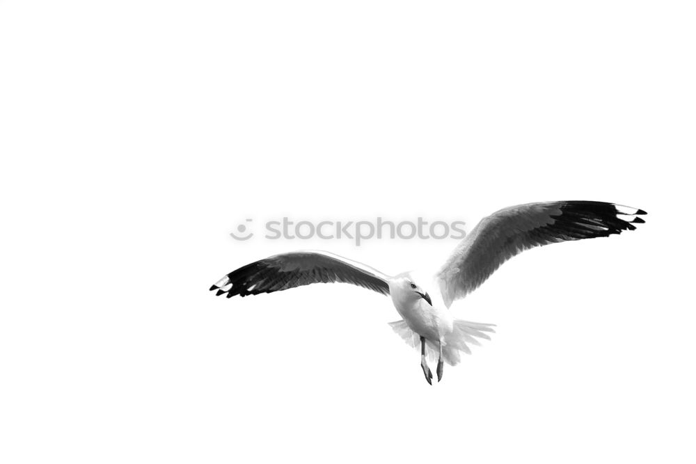 Similar – Image, Stock Photo Seagull 1 Sailing Aviation