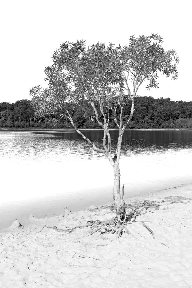 Foto Bild am baum lehnend den see betrachtend