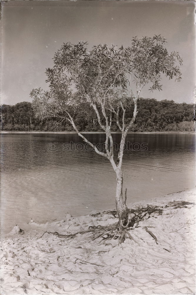 Similar – TREE Nature Sky Singapore