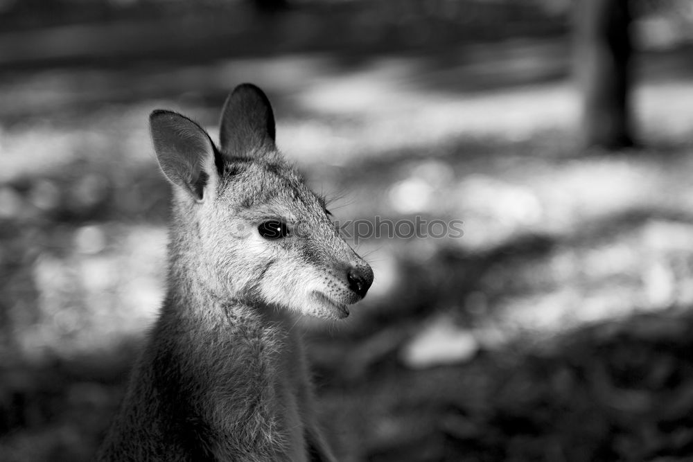 Similar – Image, Stock Photo I’ll get it! Nature Animal