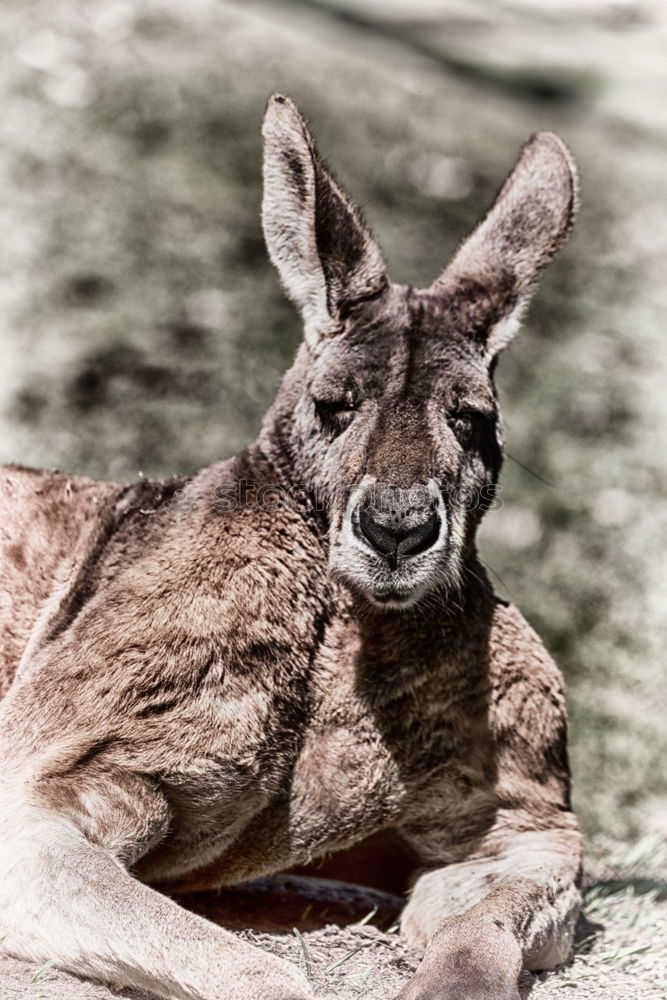 Similar – Image, Stock Photo stag’s eye Nature Animal