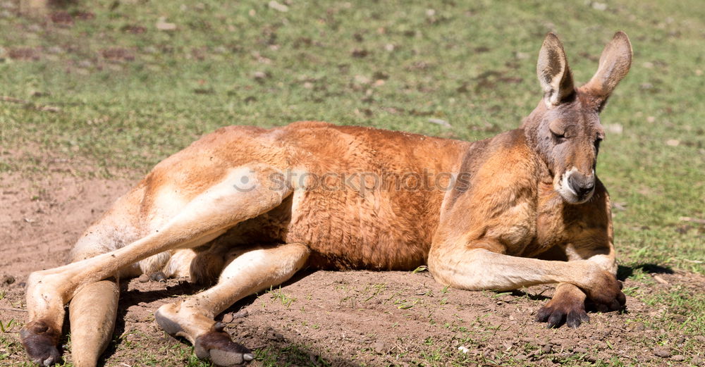 Similar – Image, Stock Photo Vintage horse Horse