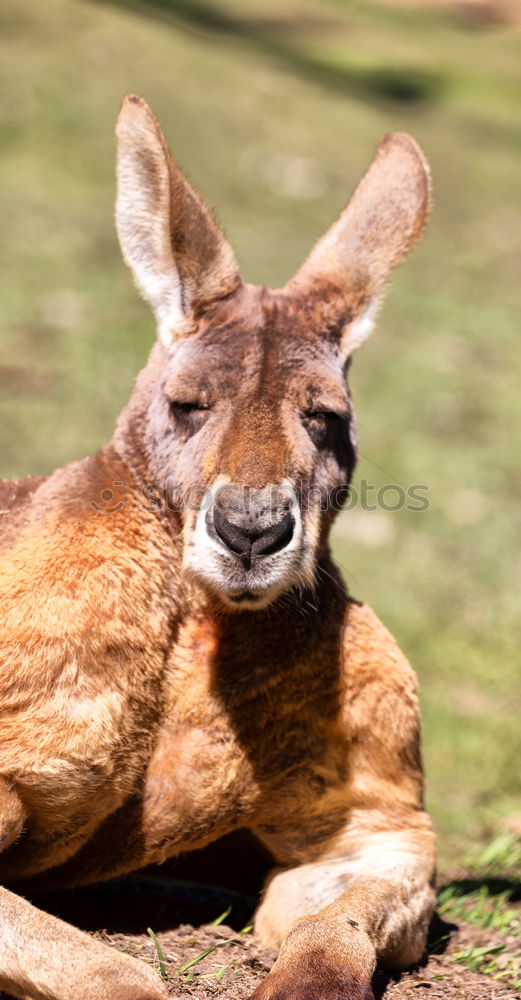 Similar – Donkey ears are simply beautiful …