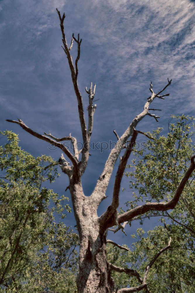 Similar – Image, Stock Photo dream tree Autumn Leaf