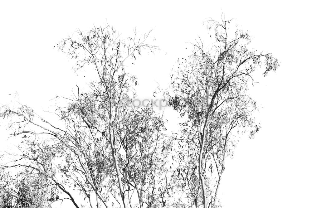 Similar – Foto Bild Singapore Trees harmonisch