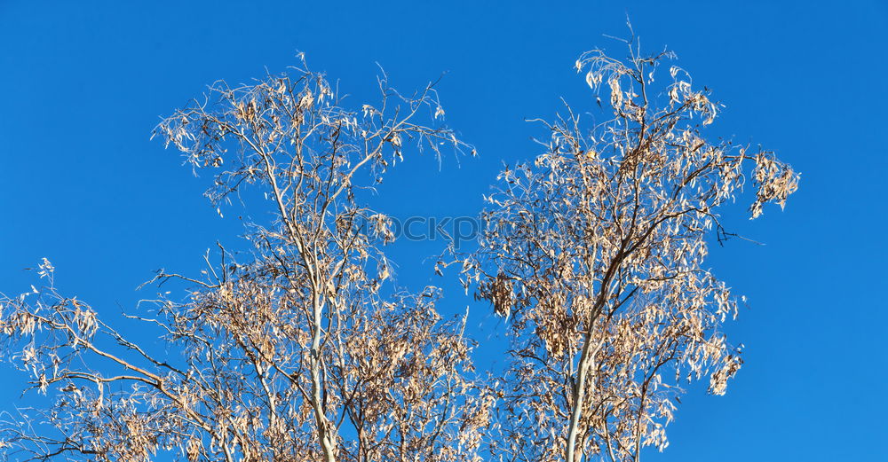 Similar – Image, Stock Photo Ice Bird Crow Tree Winter