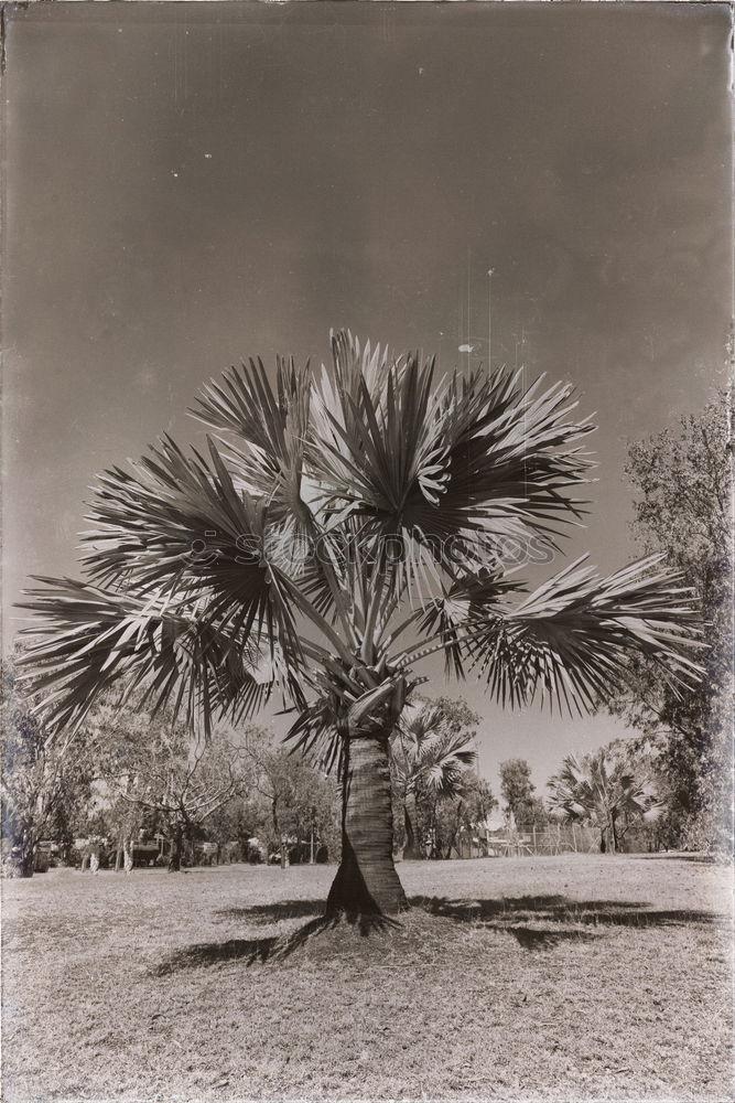 Venice Beach II Palm tree