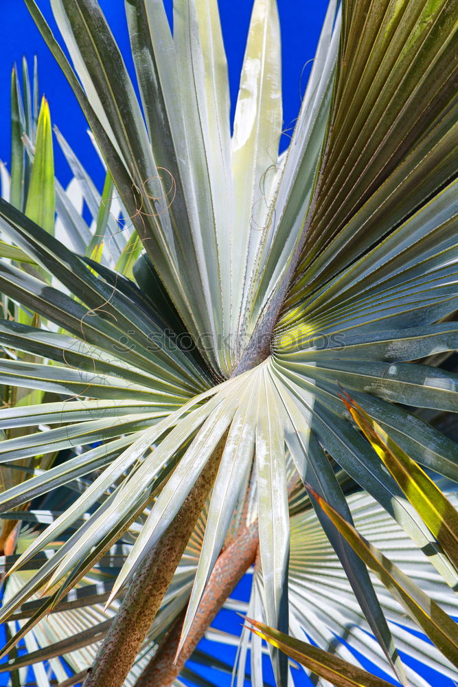 Image, Stock Photo #AS# sun kiss palm