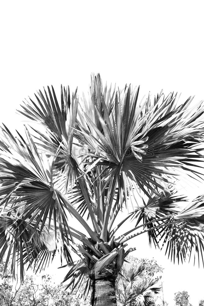 Similar – Venice Beach II Palm tree