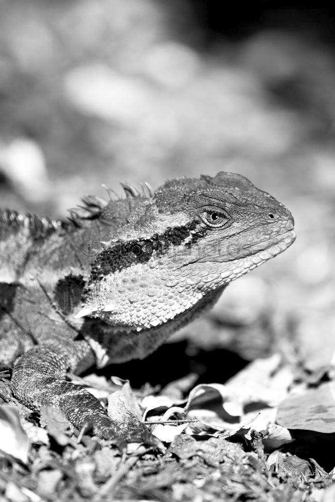 Similar – Image, Stock Photo You got something for me?, Green Lizard is looking for a photographer on Fraser Island. Queensland / Australia