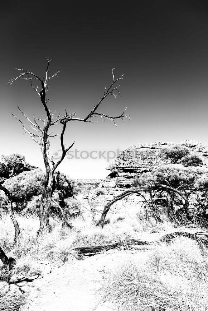 Similar – Image, Stock Photo maverick Tree Heathland