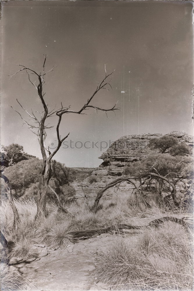 Similar – Image, Stock Photo Against the wind Nature