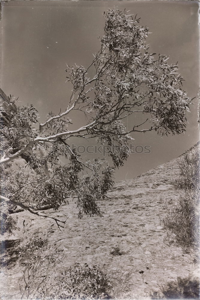 Similar – Image, Stock Photo Jasmund, 1984 Forest