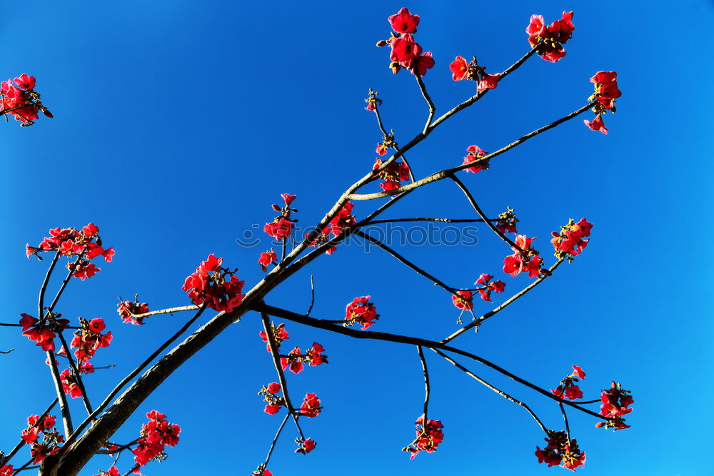 Similar – Foto Bild herbstfarben Herbst Baum