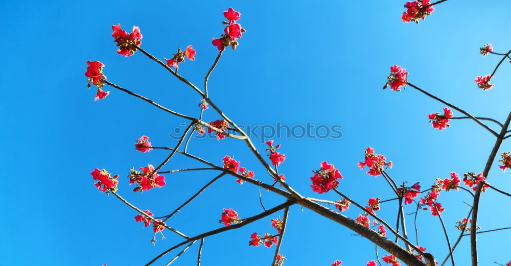 Similar – Image, Stock Photo a little spring. Gardening