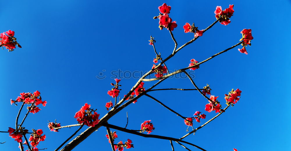 Foto Bild herbstfarben Herbst Baum