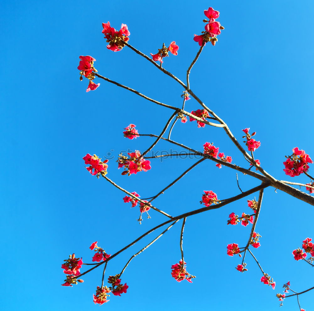 Similar – Image, Stock Photo a little spring. Gardening