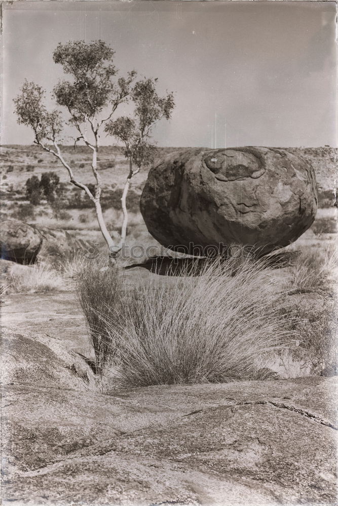 Similar – Image, Stock Photo Against the wind Nature