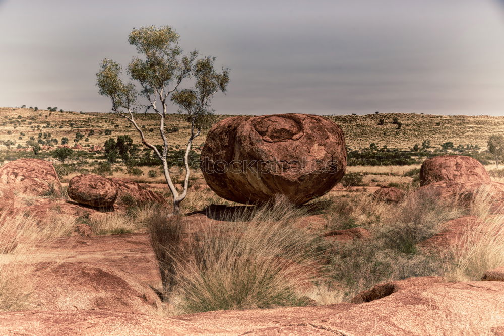 Similar – Image, Stock Photo termite maze Environment