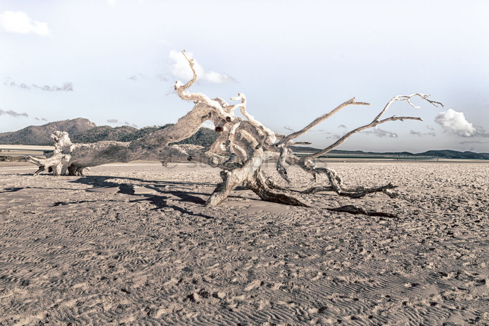 Similar – Dead Vlei Desert Tree