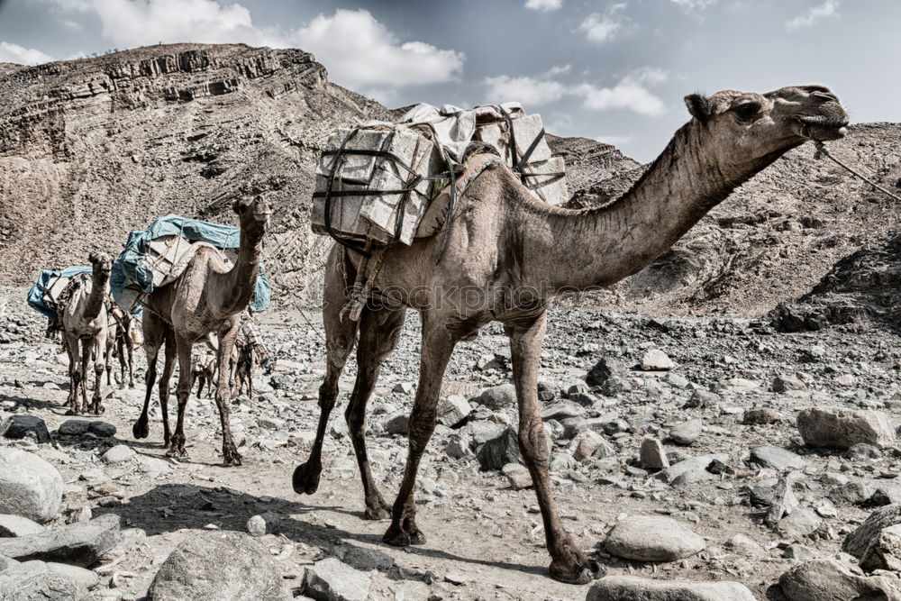 Similar – Foto Bild Kamele im Sinai Tier