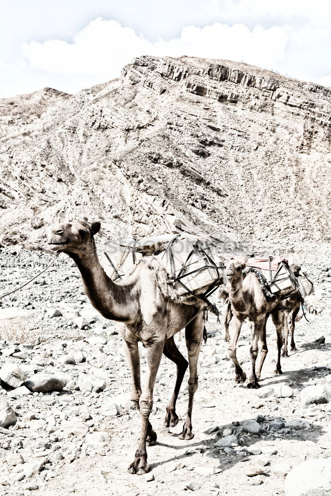 Similar – Image, Stock Photo two and a half camels