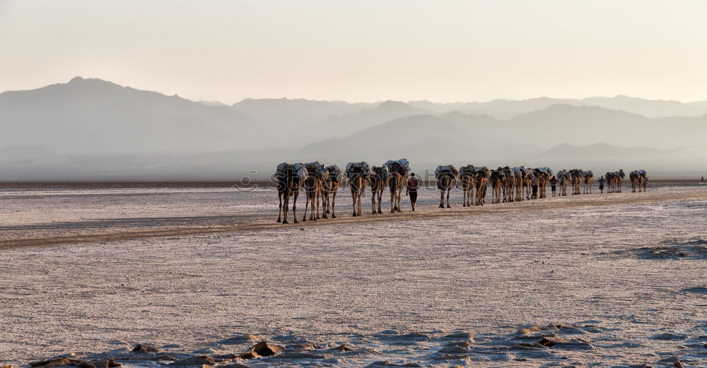 Image, Stock Photo in danakil ethiopia africa