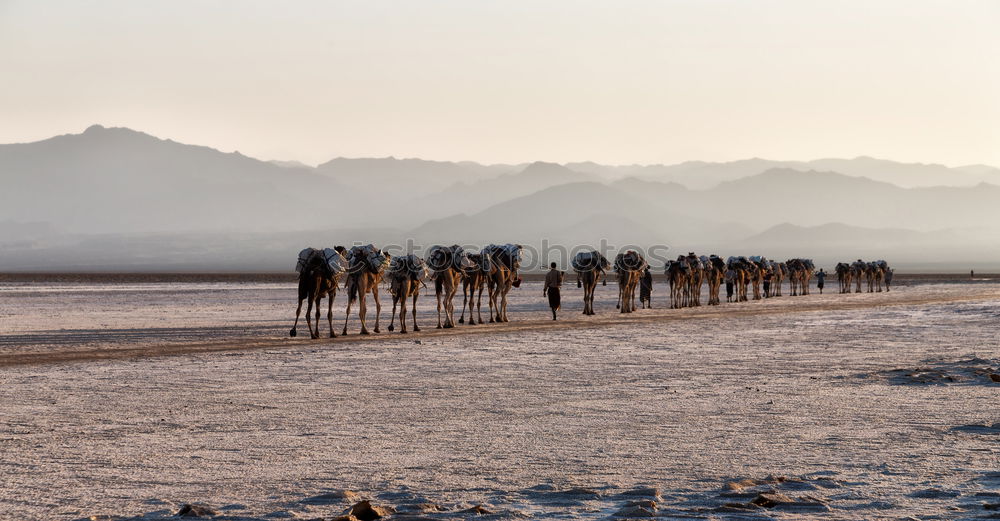 Similar – Image, Stock Photo in danakil ethiopia africa