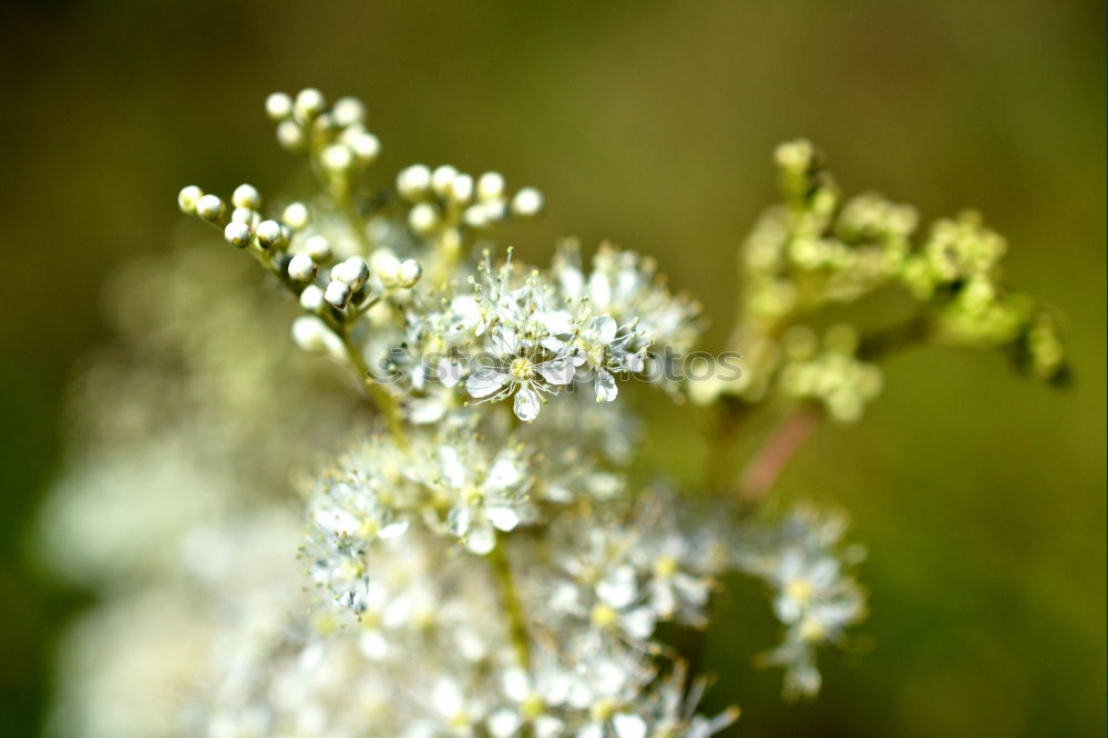 Similar – Foto Bild Pollenteppich Duft Umwelt