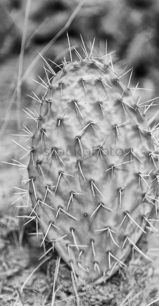 Image, Stock Photo cactus Cactus Green Plant