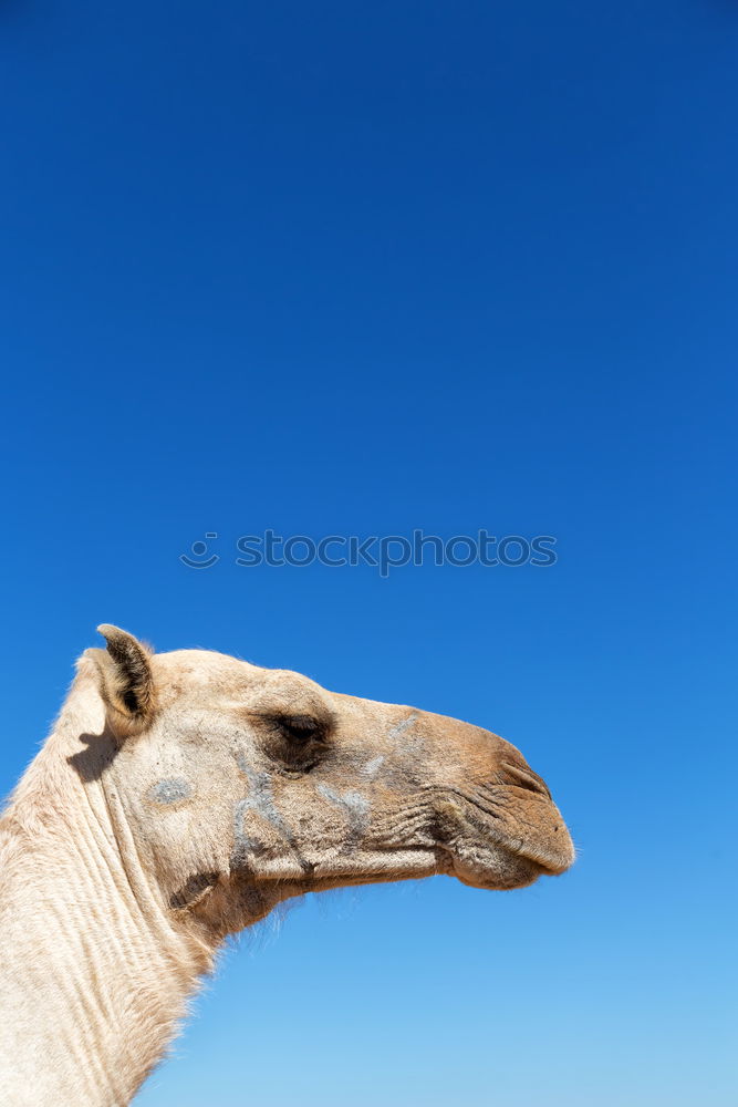 Similar – ninino Camel Dromedary