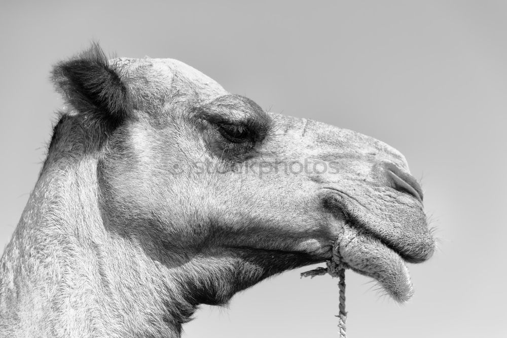 Similar – Image, Stock Photo Where’s the dentist? Camel