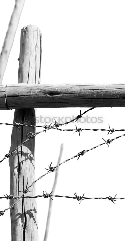 Similar – geometry Barbed wire Fence