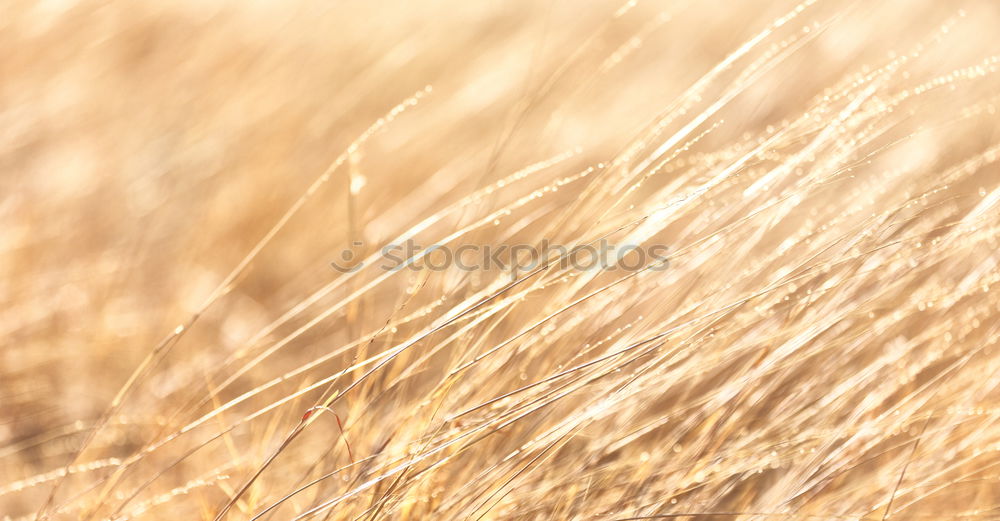 Similar – Cornfield 4 Landscape