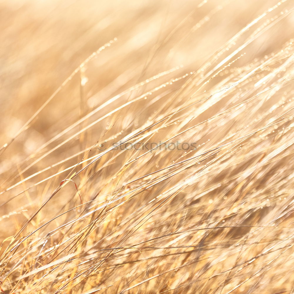 Similar – Cornfield 4 Landscape