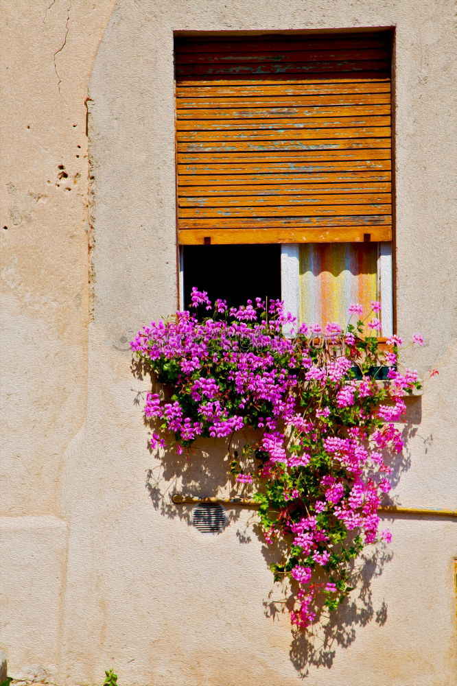 Similar – Flowers in front of the window