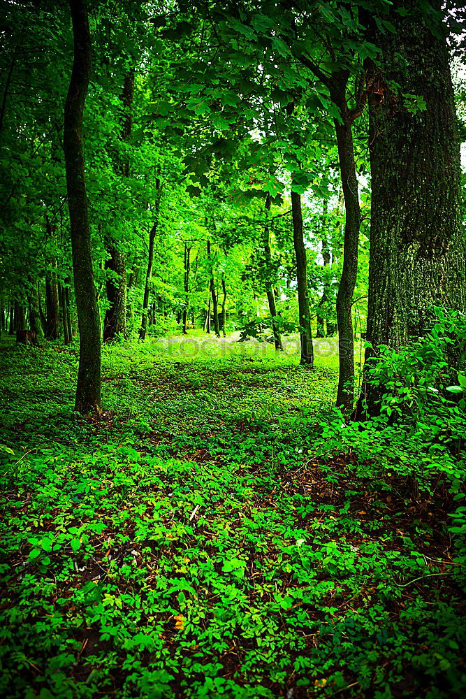 Similar – Natural carpet green Grass