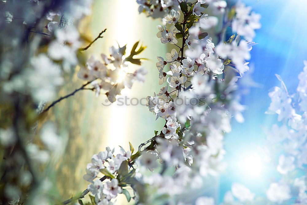 Similar – Image, Stock Photo Man, it’s cold! Blossom