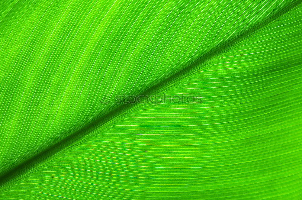 structure Leaf Green Tree