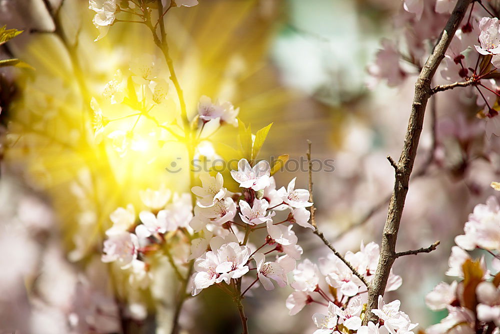 Similar – Image, Stock Photo White origami dove bird hanging on blooming spring plum tree