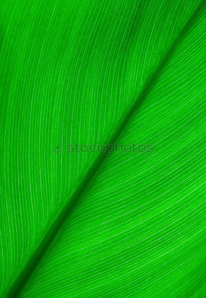 Similar – structure Leaf Green Tree