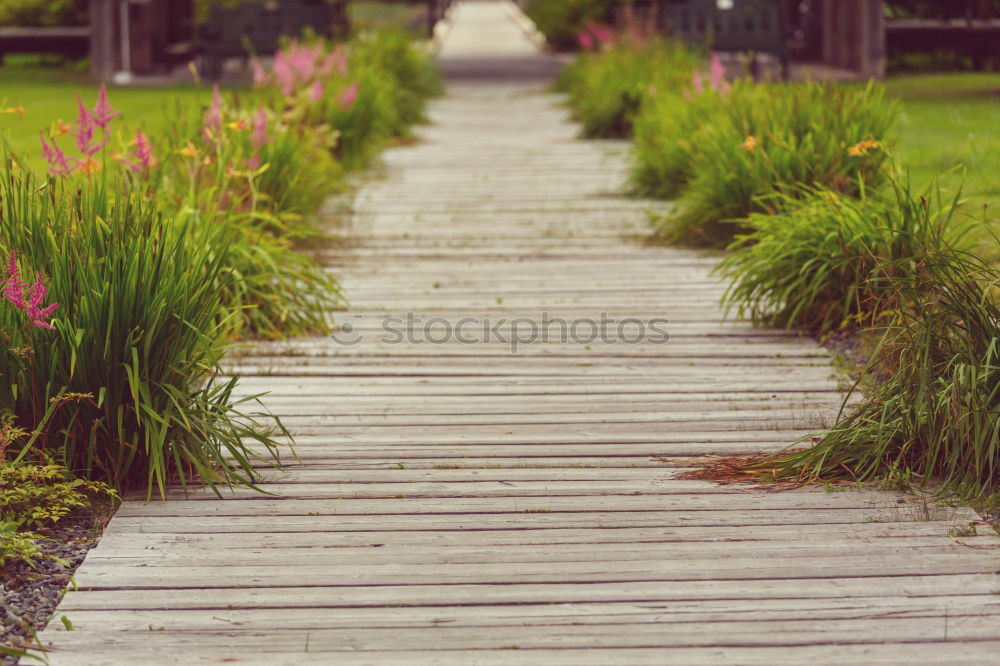 Similar – fog in early morning in late autumn or winter garden