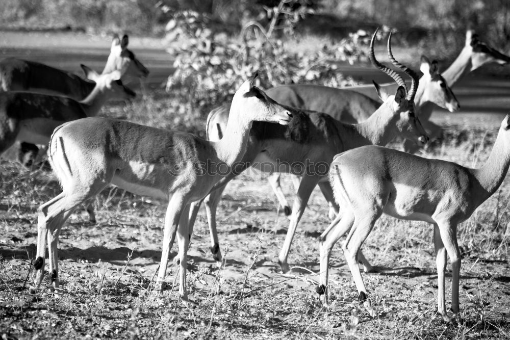 Similar – Bambi Roe deer Enclosure