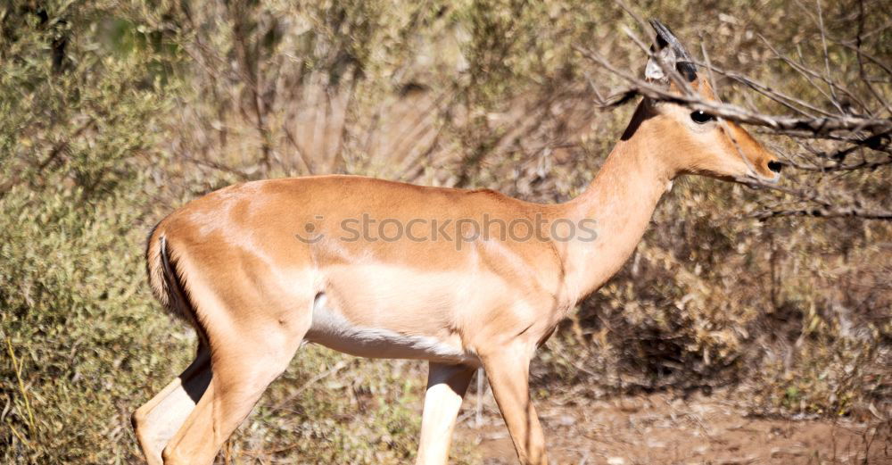 Similar – Image, Stock Photo female bush guib in the savannah