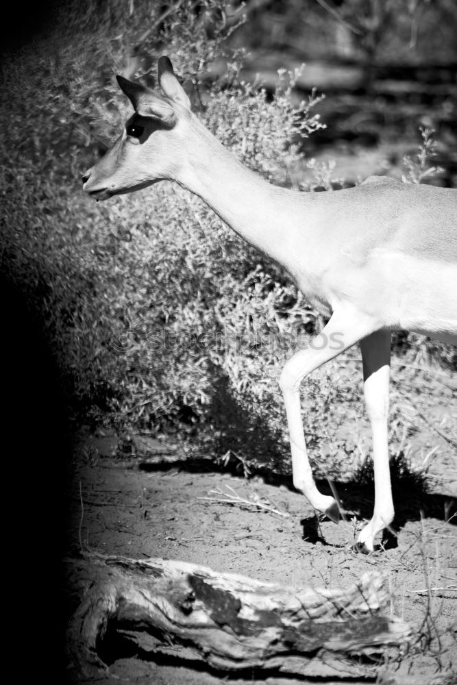 Similar – Image, Stock Photo Bambi Roe deer Forest Fawn