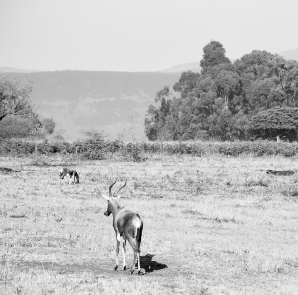 Similar – cows Nature Landscape