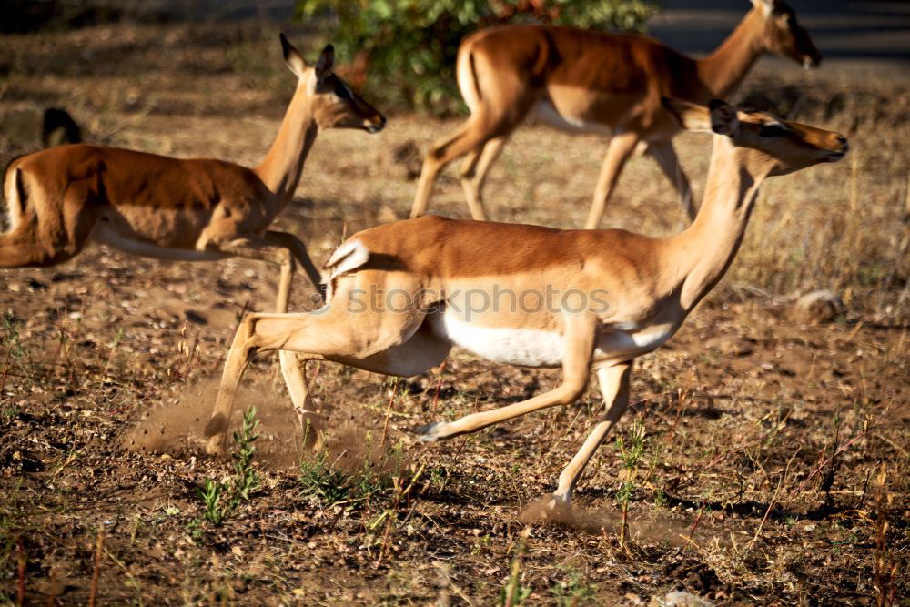 Similar – Springbok Herd Animal