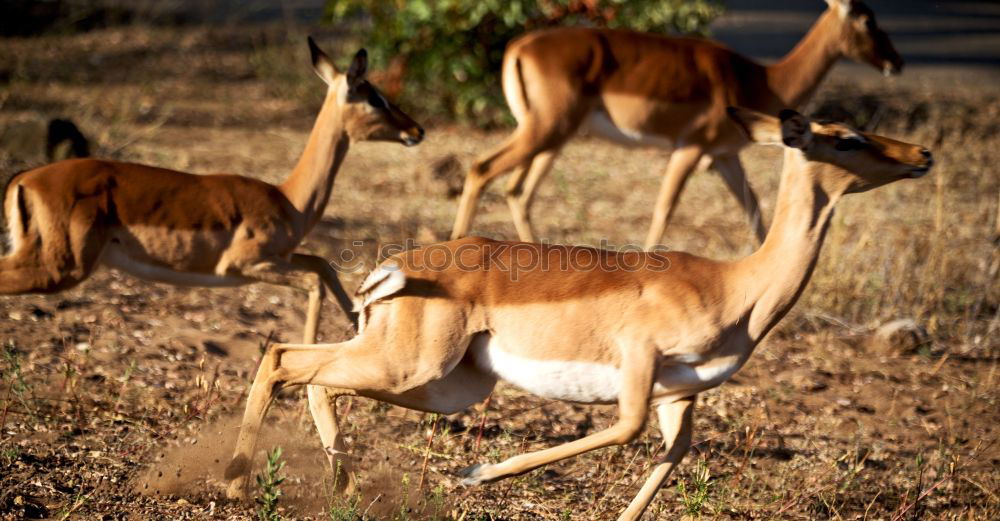 Similar – Springbok Herd Animal